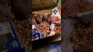 How to breed dwarf hamsters [upl. by Gelasias]