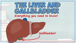 The Liver and Gallbladder [upl. by Gisela]