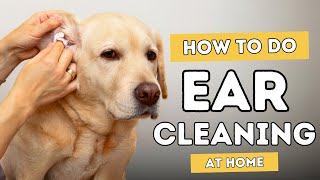 Ear Cleaning For Dogs and Cats [upl. by Anadal]