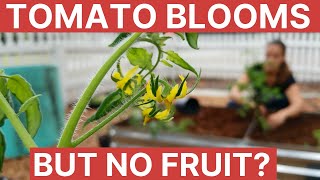 Tomato Blooms But No Fruit  Gardening 101 [upl. by Clerissa130]