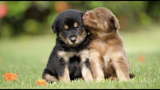 Peaceful Energetic Calming Puppies At Play With Soothing Relaxation Ambiance Classical Music [upl. by Osi]