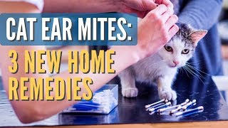 Cat Ear Mites 3 New Remedies [upl. by Enerak]