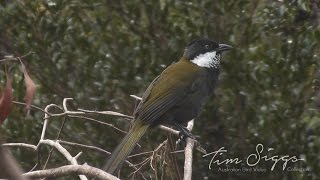 Eastern Whipbird call Psophodes olivaceus HD Video clip 12 Tim Siggs ABVC [upl. by Nnaj]