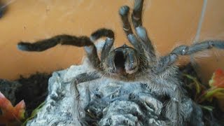 Very rare aggressive HISSING tarantula Monocentropus lambertoni Inferion7 [upl. by Andeee]