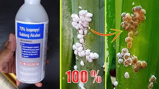 10 EASY WAYS TO TREAT MEALYBUGS AND APHIDS ON PLANTS [upl. by Rudman]