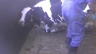 Advocacy group Cattle tortured in video [upl. by Eirelav]