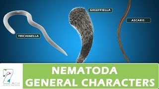 Nematoda General Characters [upl. by Krakow222]