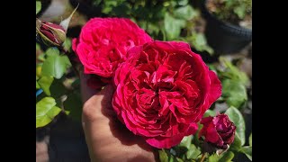 Meilland International  Rouge Royale May 2021 Update for potting video [upl. by Aidile]