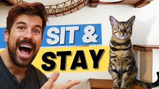 Teach Cat to SIT and STAY with Clicker Training [upl. by Flory]