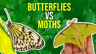 Moths vs Butterflies  How Can I Tell Moths And Butterflies Apart [upl. by Pufahl]