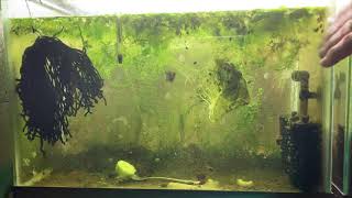 Scuds Daphnia Cherry Shrimp Copepods My aquatic food culture [upl. by Aohsoj]