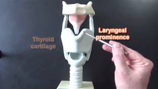 Larynx Model  Respiratory System [upl. by Akinat416]