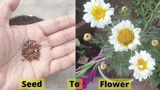 Seeds to Flower  How To Grow Chrysanthemum From Seeds How To Plant Chrysanthemum [upl. by Zaremski596]