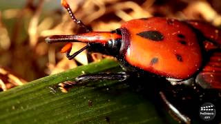 El picudo rojo de las palmeras Rhynchophorus ferrugineus Red palm weevil [upl. by Nylodam]