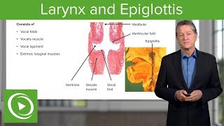 Larynx and Epiglottis – Respiratory Histology  Lecturio [upl. by Wershba]