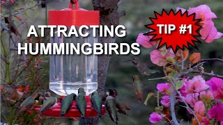 How to Attract Hummingbirds to your Feeder The Nectar  TIP 1 [upl. by Tommi]