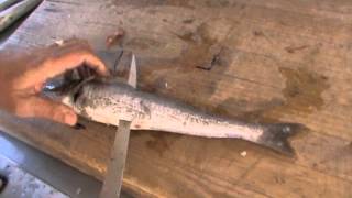 How to fillet a Whiting [upl. by Attevad]