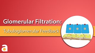 Glomerular Filtration Tubuloglomerular Feedback [upl. by Elakram]