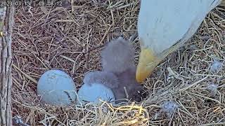 DG3 1st feeding  Dulles Greenway Eagle Cam [upl. by Sharma]