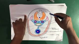 Heart Formation Embryology [upl. by Modesta]