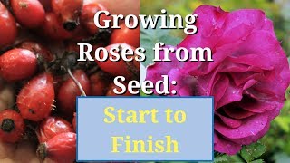 Grow Roses from Seed Start to Finish [upl. by Madel646]