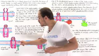 Insulin Signal Transduction Pathway [upl. by Malcom]