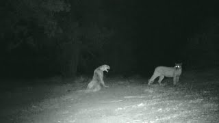 Mountain lion screaming and mating [upl. by Haakon]