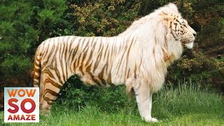 Top 5 Amazing Hybrid  CrossBreed Animals [upl. by Odnomyar]