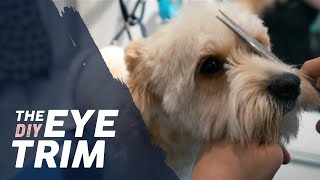 How to Trim a Dogs Eyes 🐶 BASIC TRIMMING Tutorial doggrooming dogfacetrim doggroomingtutuorial [upl. by Zampino887]