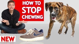 How To Stop Your Dog From Chewing [upl. by Oraneg]