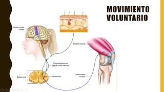 Funcionamiento del sistema nervioso  Movimientos [upl. by Isla501]