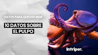 10 curiosidades sobre el Pulpo datos que no sabías [upl. by Harutek503]