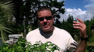 Overwintering Your Pepper Plants Enjoy peppers all year long Pruning your Hot Peppers mp4 [upl. by Jan]