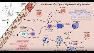 Type I Hypersensitivity  Mechanism Described Concisely [upl. by Ahtaga333]