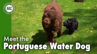 Meet the Portuguese Water Dog [upl. by Eleets597]