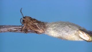 Eastern tent caterpillar moth coming out of cocoon [upl. by Berey454]