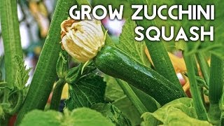 Growing Zucchini Squash  Advice Tips Harvest amp Recipe [upl. by Ahseina523]