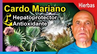 CARDO MARIANO 🌵 Propiedades Beneficios y Cómo consumirlo 💜 [upl. by Jemima]