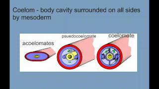 Invertebrate Diversity Part 1  Porifera to Annelids [upl. by Carthy]