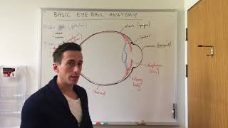 Basic Eye Anatomy and Physiology [upl. by Battat]