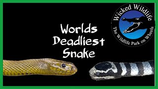 Inland Taipan vs Belchers Sea Snake  Which Is The Worlds Deadliest Snake [upl. by Snah222]