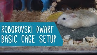 Roborovski Dwarf Hamster Basic Cage Setup [upl. by Orgell687]