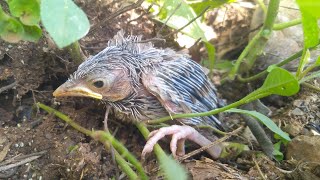 Yellow Billed Babbler  Village Vivasayam [upl. by Lepine]