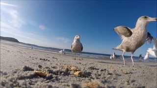 Feeding Seagulls at the Beach 2 [upl. by Spencer]