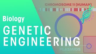 Genetic engineering  Genetics  Biology  FuseSchool [upl. by Aridaj]