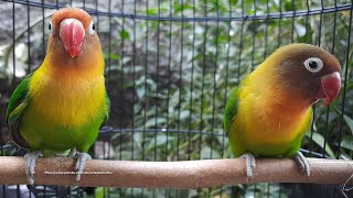 Lovebird Singing amp Chirping Sounds  Green Fischer Pair [upl. by Notaek]