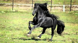 WORLD FAMOUS FRIESIAN STALLION [upl. by Tengdin]