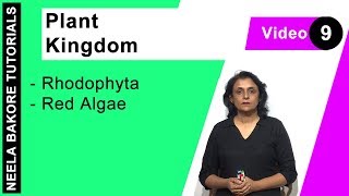 Plant Kingdom  NEET  Rhodophyta  Red Algae  Neela Bakore Tutorials [upl. by Ayeka503]