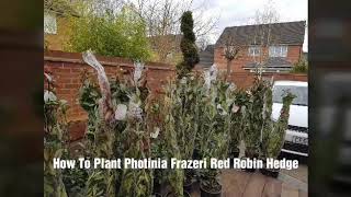 How To Plant A Photinia Red Robin Hedge [upl. by Ayamahs]