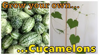 How to grow Cucamelons  Mini Exotic Fruit  City Vegetable Gardener [upl. by Clercq]